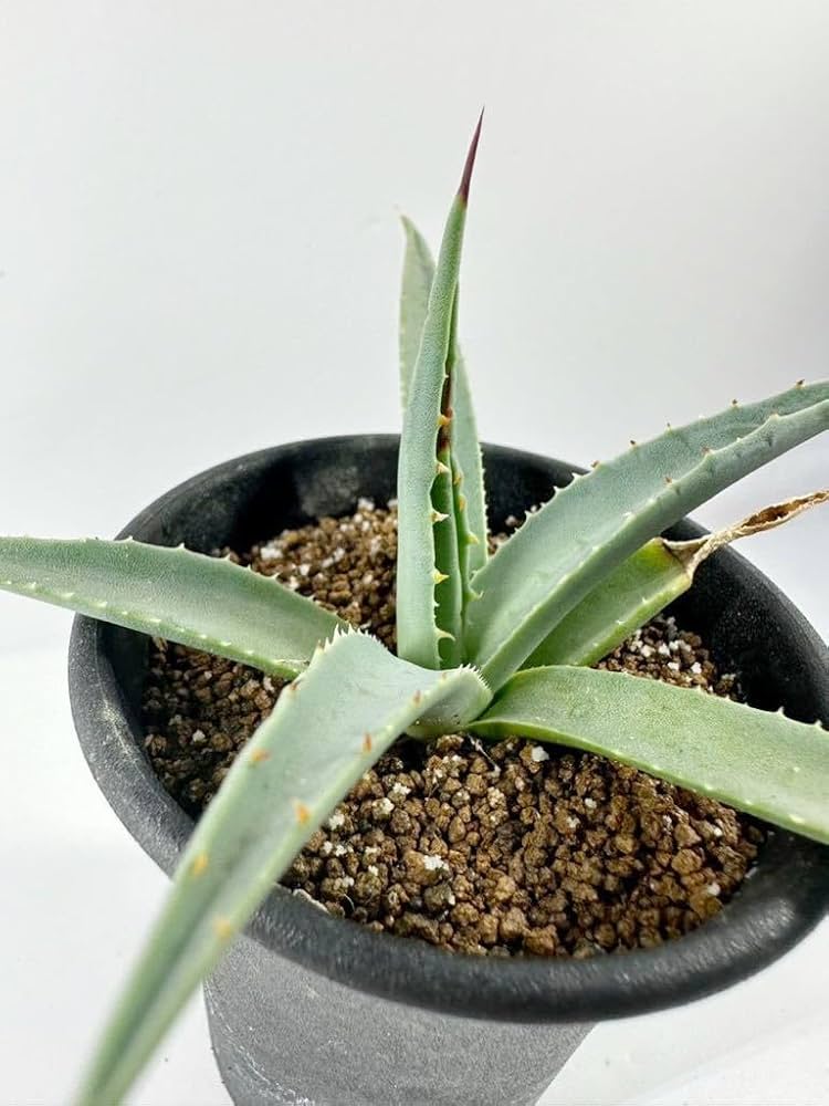 アガベ ユタエンシス エボリスピナ 抜き苗 多肉植物 Agave アガベ ユタエンシス エボリスピナ （抜き苗販売）RF22914